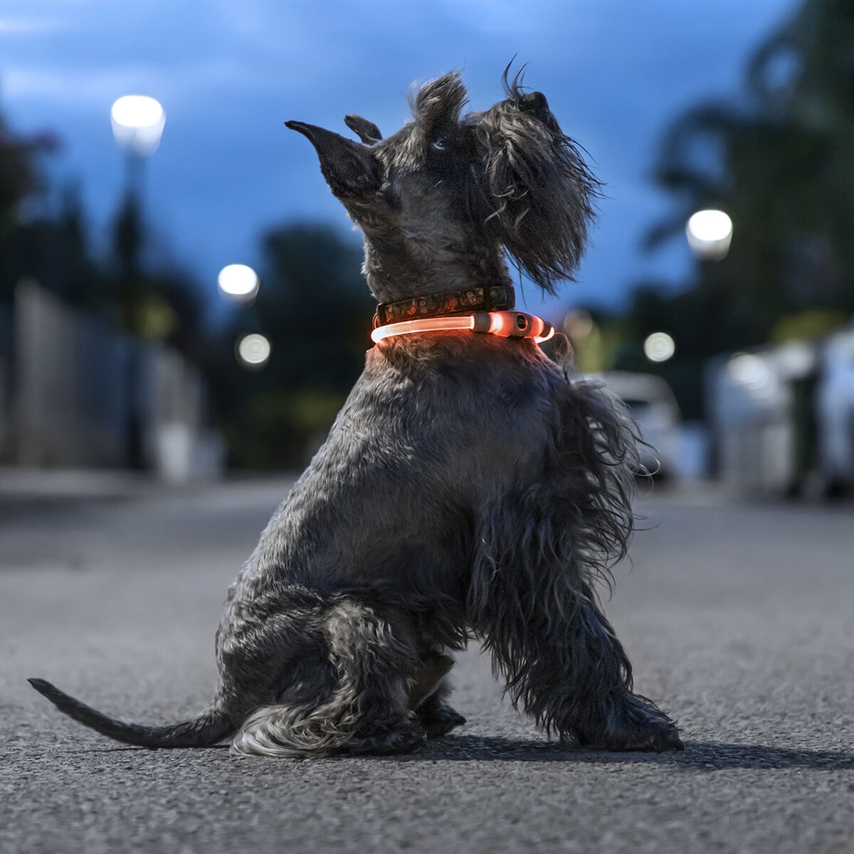 Collar Led Para Mascotas Petlux Innovagoods