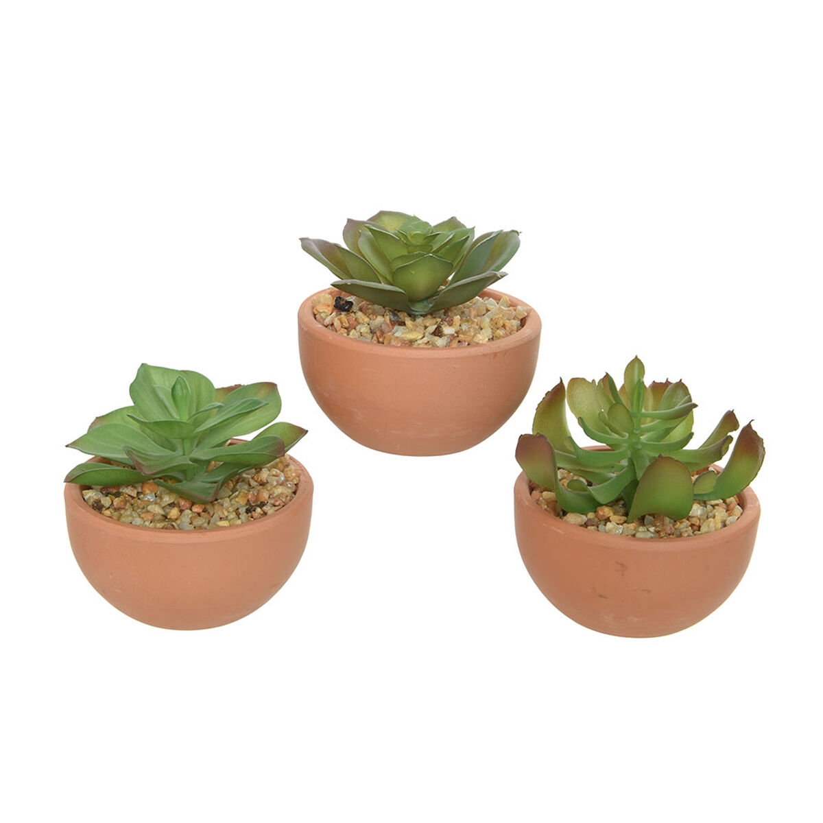 Planta Decorativa Everlands Maceta Suculenta 9 X 9 X 9 Cm